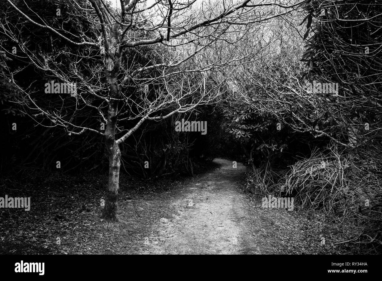 Arbre avec voie de disparaître dans les bois Banque D'Images