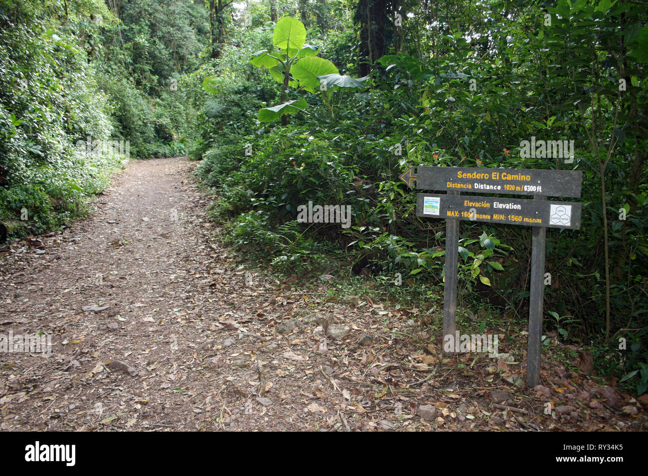 Forêt Nuageuse de Monteverde El Camino Trail, Costa Rica Banque D'Images