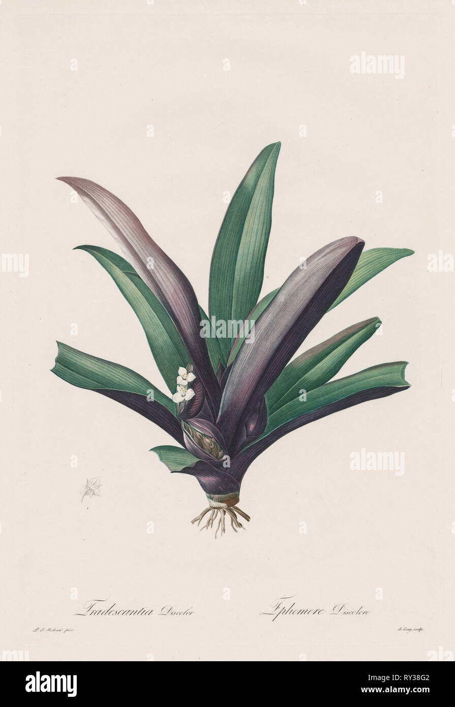 Les Liliacées : Tradescantia discolor, 1802-1816. Henry Joseph Redouté (Français, 1766-1853). Ligne et crépi, gravure avec coloration à la main Banque D'Images