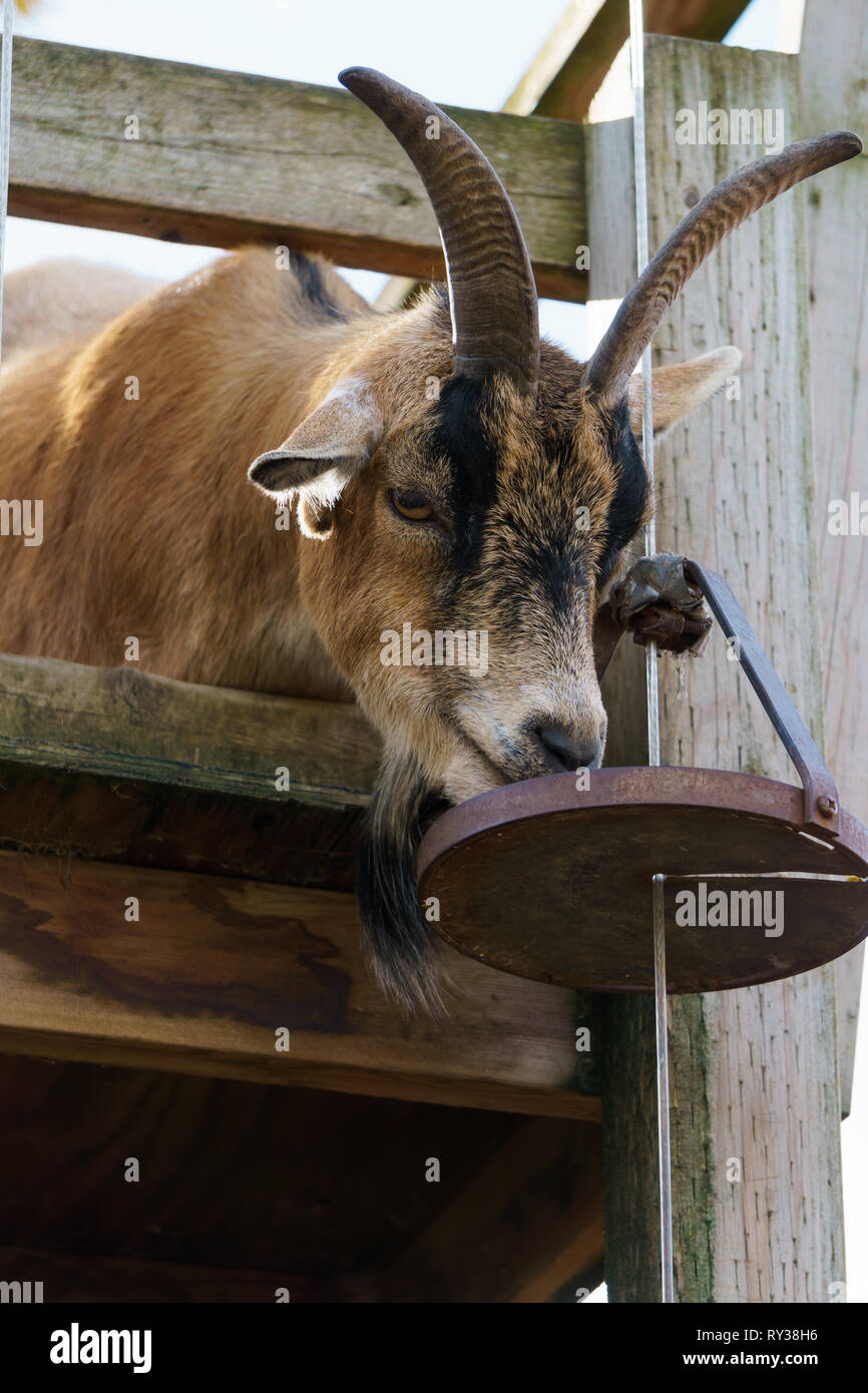 Chèvre brune avec de grandes cornes. Des animaux de ferme. Banque D'Images