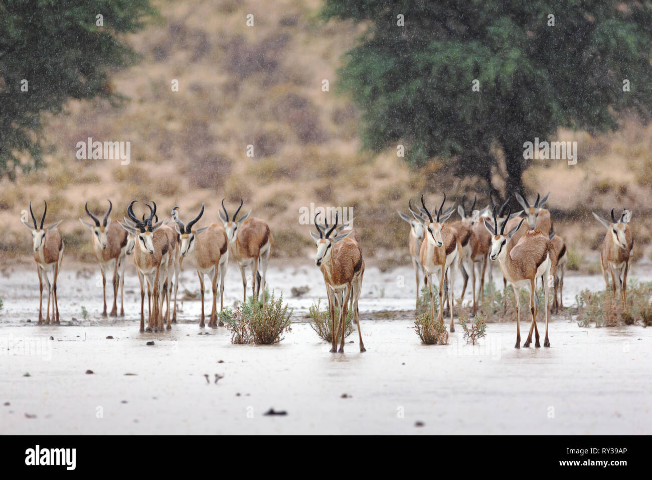 Heureusement buck à ressort à l'exception de la pluie rafraîchissante pour la première fois dans la nouvelle saison des pluies. Kgalagadi Transfrontier Park. Antidorcas marsupialis Banque D'Images