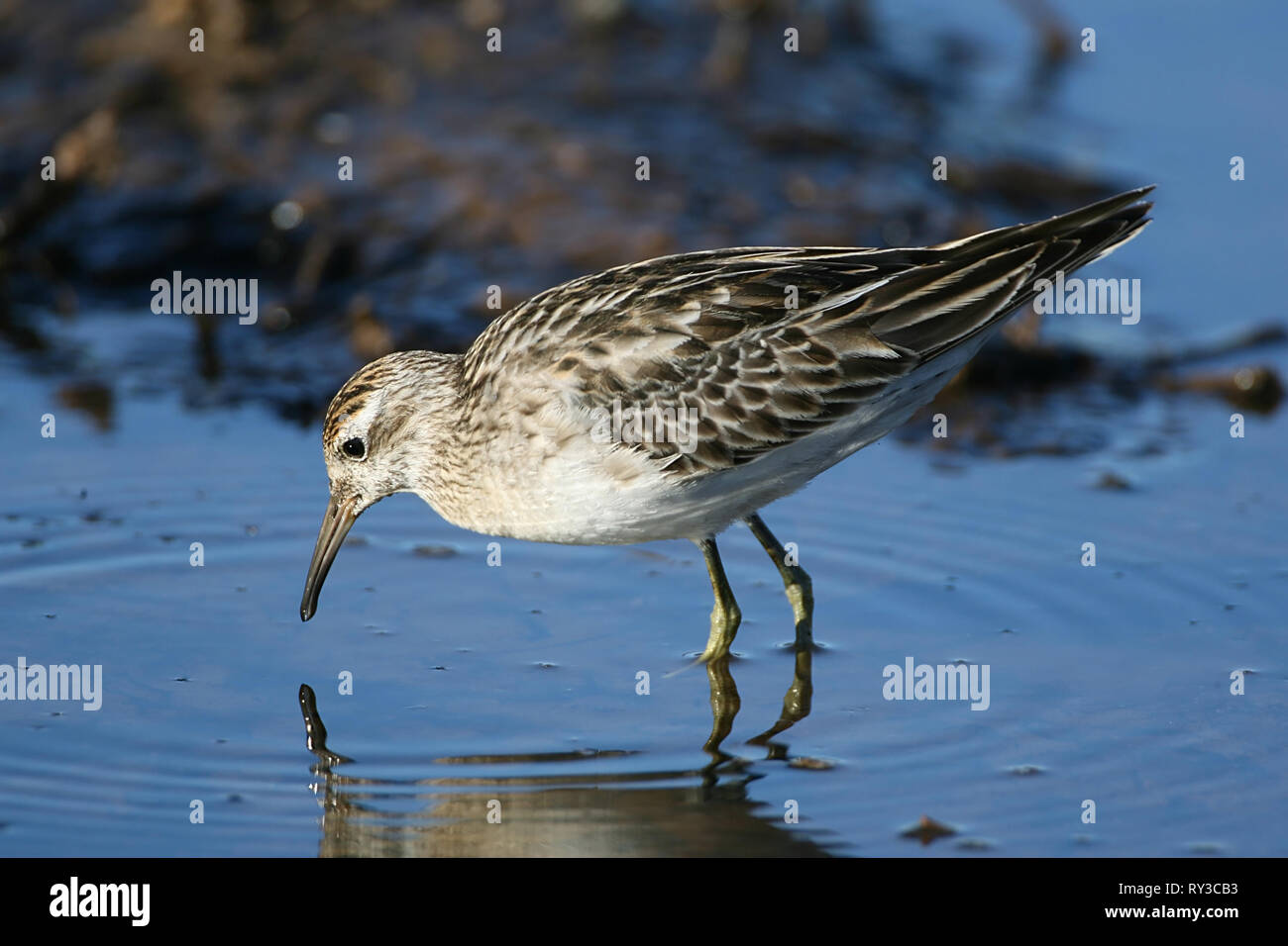 Sharp Tailed Sandpiper Banque D'Images