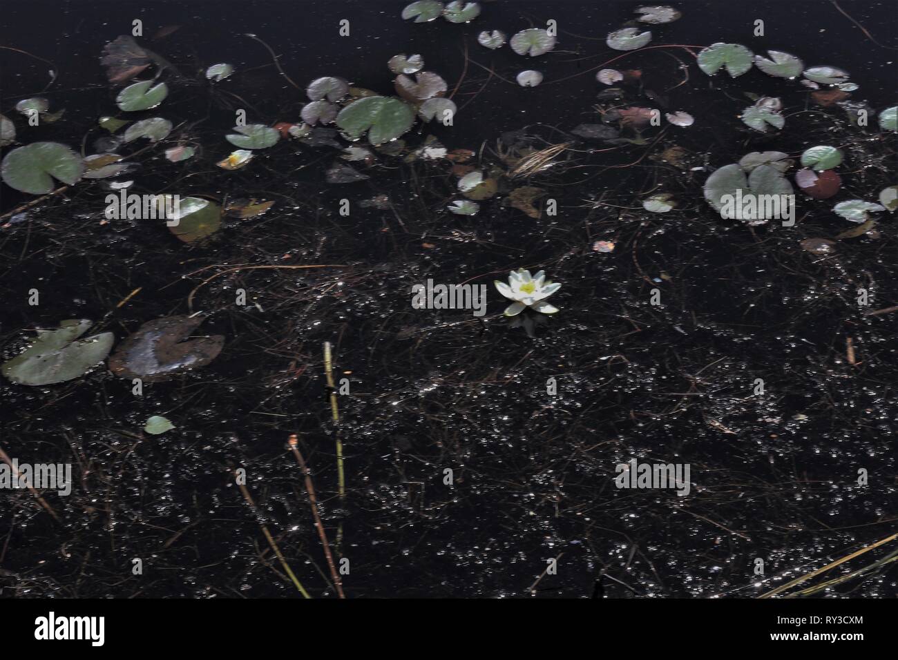 Le nénuphar blanc (Nymphaea candida) floraison dans une tourbière extérieure près de Celle, Basse-Saxe, Allemagne Banque D'Images