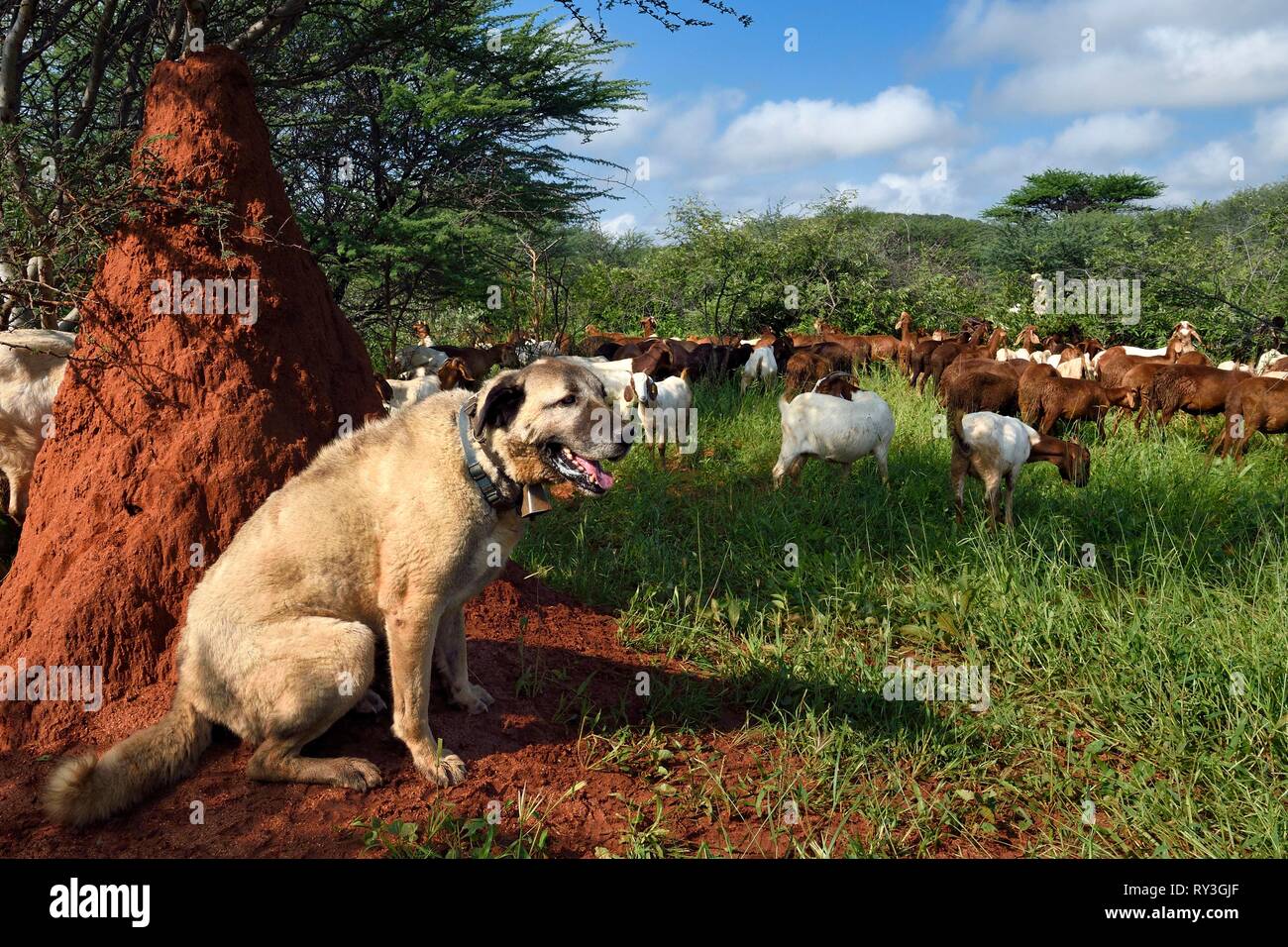 La Namibie, Otjiwarongo, Cheetah Conservation Fund, de la recherche et de l'Education Centre, CCF ?s protection de l'élevage chien Programme a été très efficace pour réduire les taux de prédation et de réduire ainsi l'inclinaison par les agriculteurs pour piéger ou prenez des guépards, chien de berger d'Anatolie Kangal regarder un troupeau de chèvres et moutons Damara Boer Banque D'Images