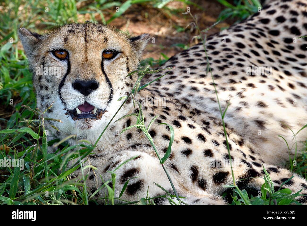 La Namibie, Otjiwarongo, Cheetah Conservation Fund, de la recherche et de l'Education Centre, le Guépard (Acinonyx jubatus) Banque D'Images