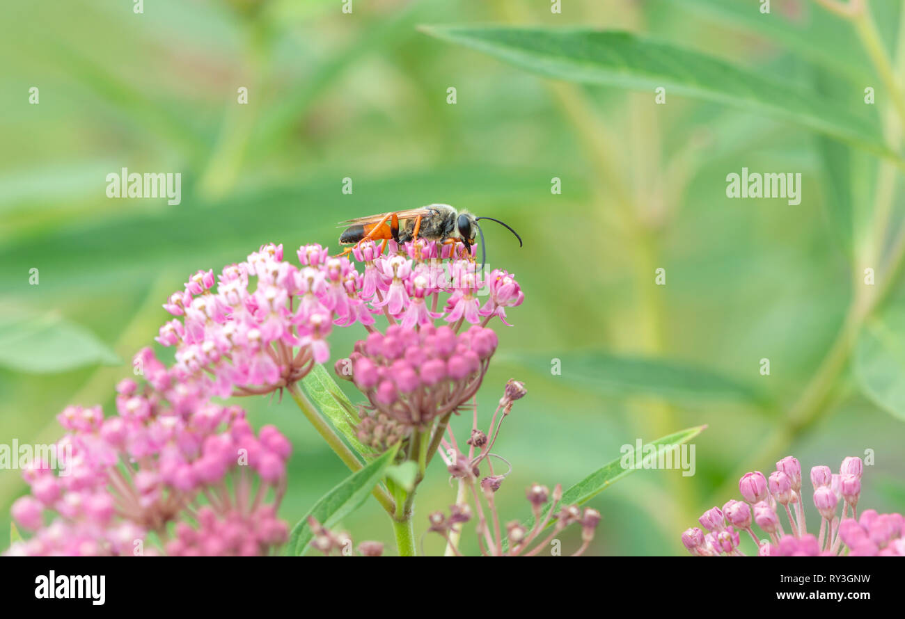 Golden digger wasp Sphex ichneumoneus se nourrissant de nectar d'asclépiade rose Banque D'Images