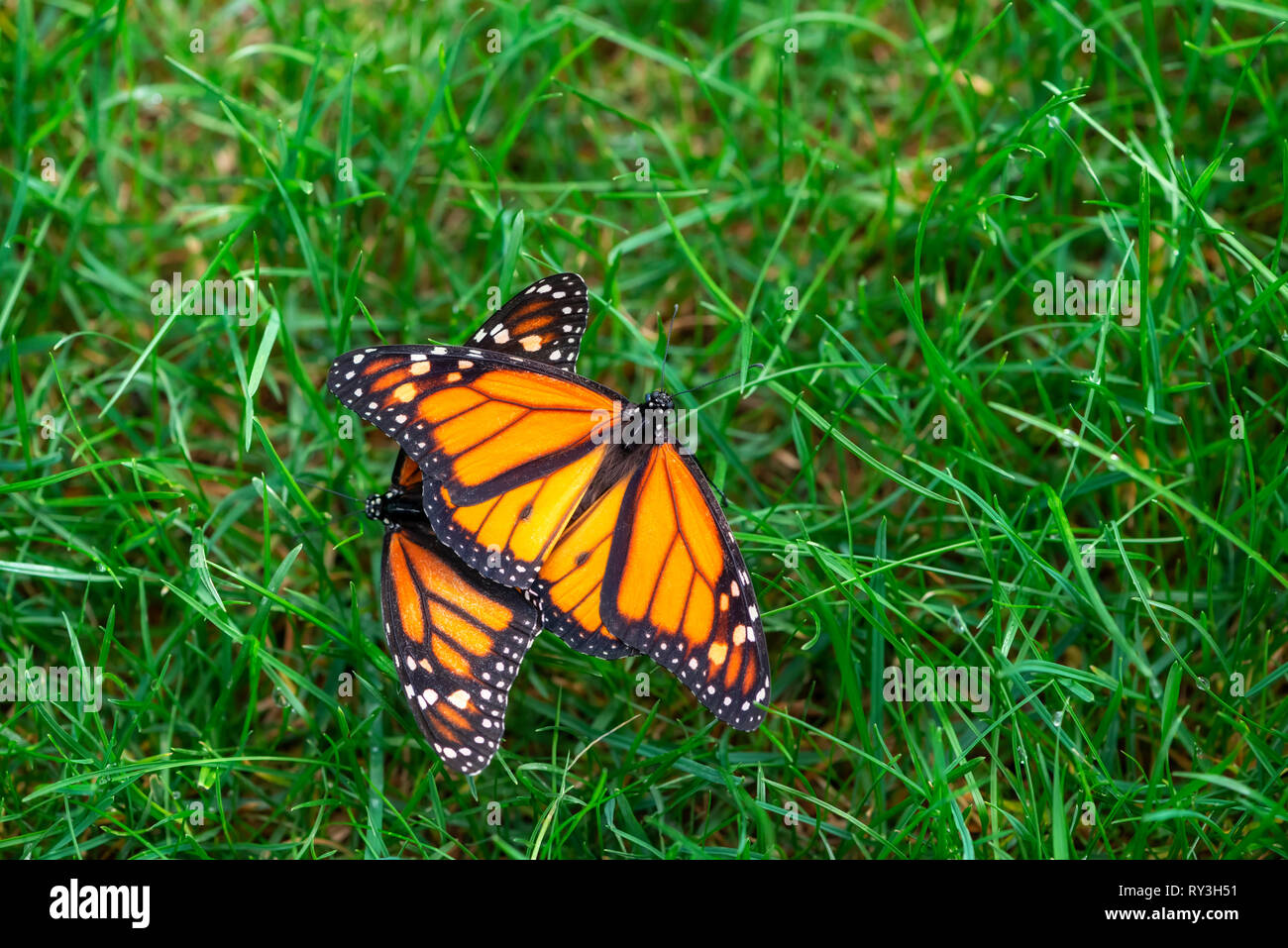 Le Monarque Danaus plexippus l'accouplement dans l'herbe Banque D'Images