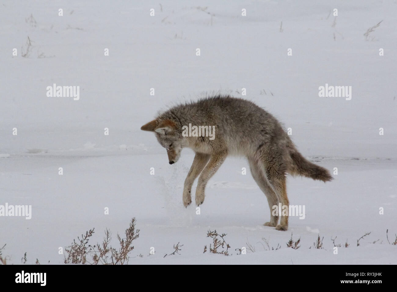 Nom scientifique · Coyote Canis latranS. La chasse pour les souris sous une  croûte de neige Photo Stock - Alamy