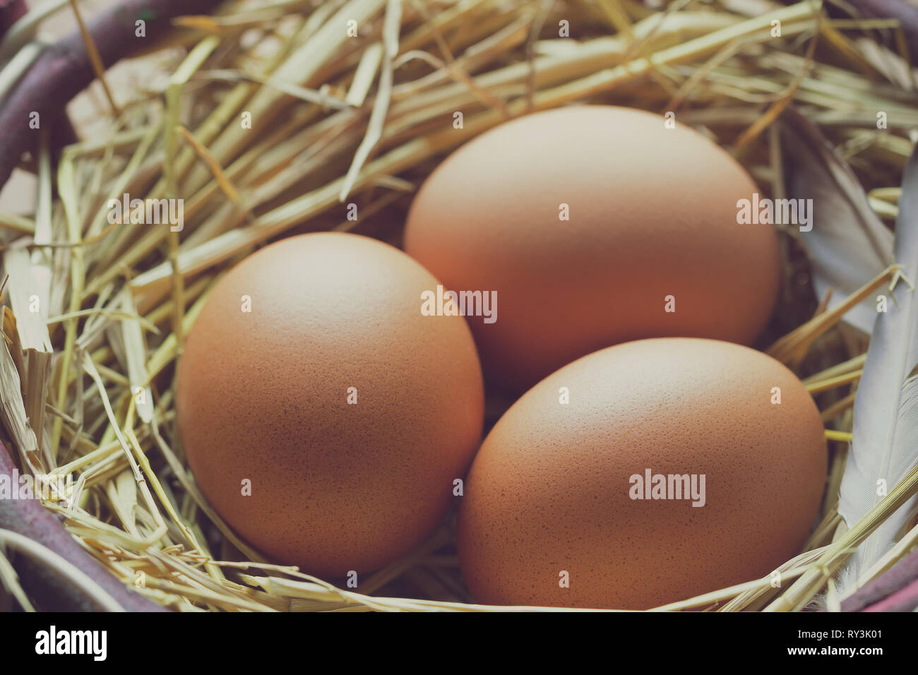 Trois oeufs avec des plumes de poulet dans l'ovaire et de la lumière du matin. Banque D'Images