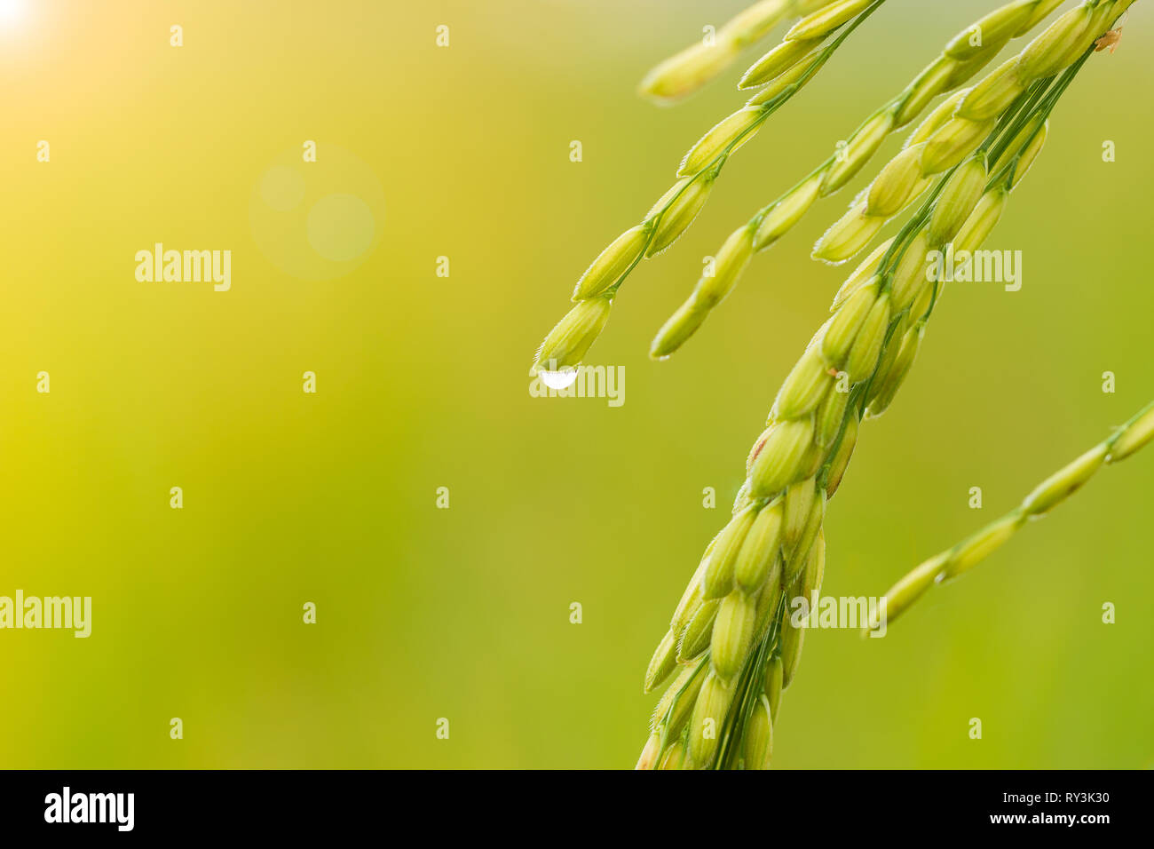 Libre des semences de riz dans les rizières et les gouttes de la rosée avec la lumière du matin. Concept de l'agriculture ou de la saison des pluies. Banque D'Images