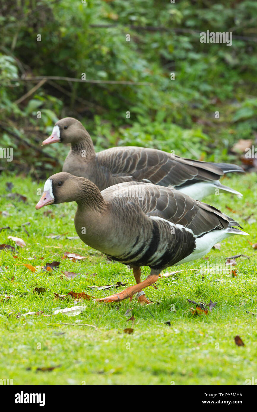 Une plus grande, européen ou Russe, de l'Oie naine (Anser albifrons). Paire. Monomorphe sexuellement. Sexes se ressemblent. Gander Goose et ​Look plumage semblable. Banque D'Images