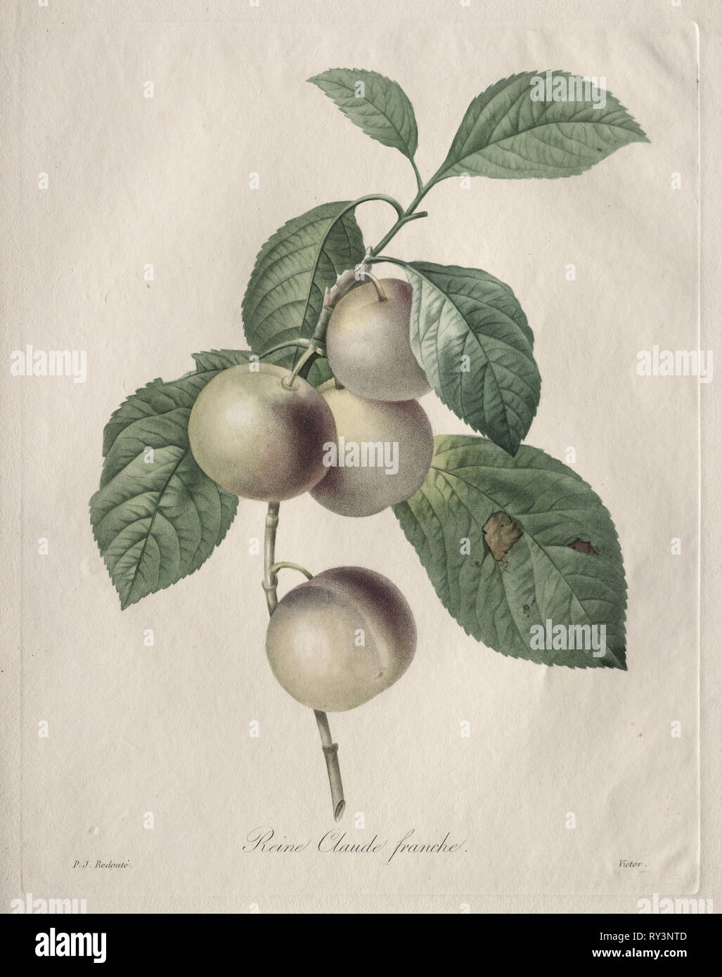 Prune Reine Claude, 1827. Henry Joseph Redouté (Français, 1766-1853). Crépi, la roulette en ligne et la gravure à part la coloration Banque D'Images