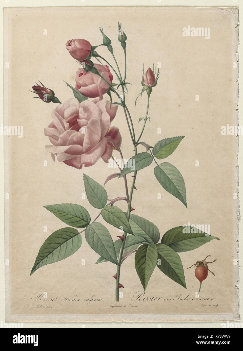 Les Roses : la Chine ou rose Bengale, 1817-1824. Henry Joseph Redouté (Français, 1766-1853), après Bessin (français), Pierre-Joseph Redouté. Crépi de couleur à l'aquarelle ajoutés à la main ; feuille : 36,5 x 27,3 cm (14 3/8 x 10 3/4 in.) : platemark ; 35,3 x 26,1 cm (13 7/8 x 10 1/4 in Banque D'Images