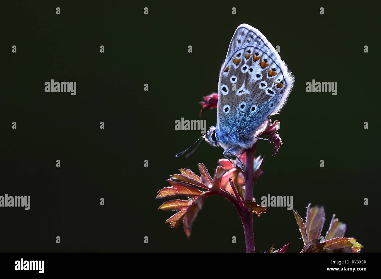 Papillon bleu commun au repos sur la feuille d'aubépine Banque D'Images