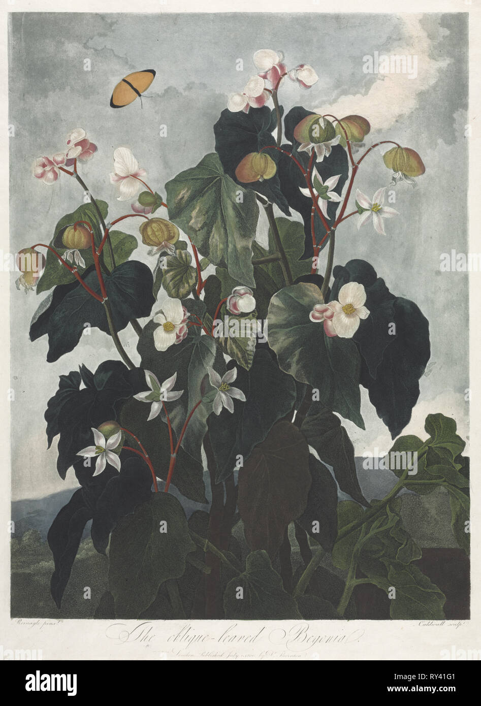 Le Temple de la flore, ou le jardin de la nature : l'Obique-leaved bégonia, 1800. James Caldwall (British, 1739-après 1789), Robert John Thornton (britannique, 1768-1837). L'aquatinte, gravure, crépi de ligne et imprimé en couleurs et finis à la main Banque D'Images