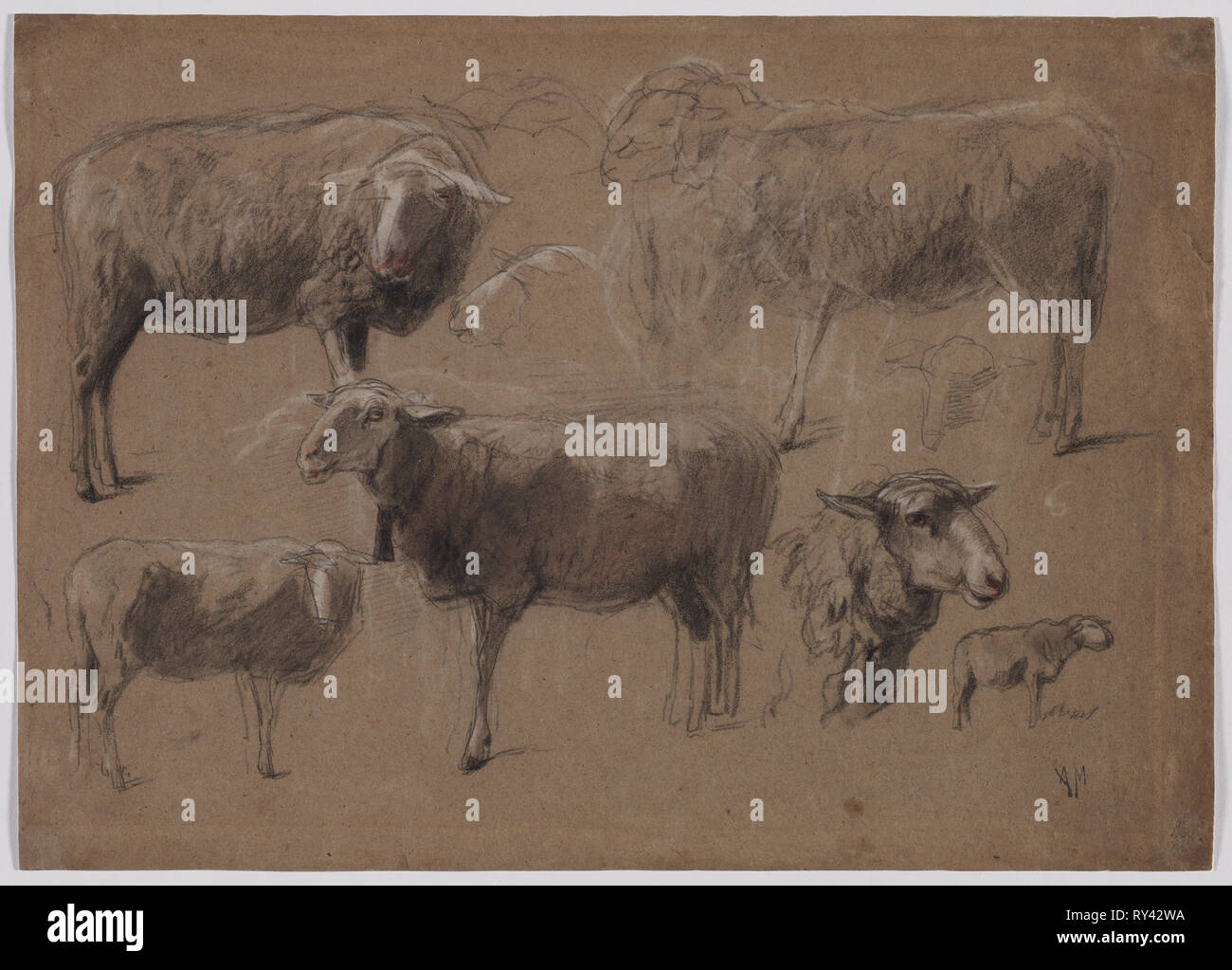 Des études sur les moutons, seconde moitié des années 1800. Anton Mauve (Néerlandais, 1838-1888). Craie noire et blanche, avec de la craie rouge ; feuille : 32,5 x 45,5 cm (12 13/16 x 17 15/16 po.) ; appui secondaire : 32,5 x 45,5 cm (12 x 17 15/16 à 13/16 Banque D'Images