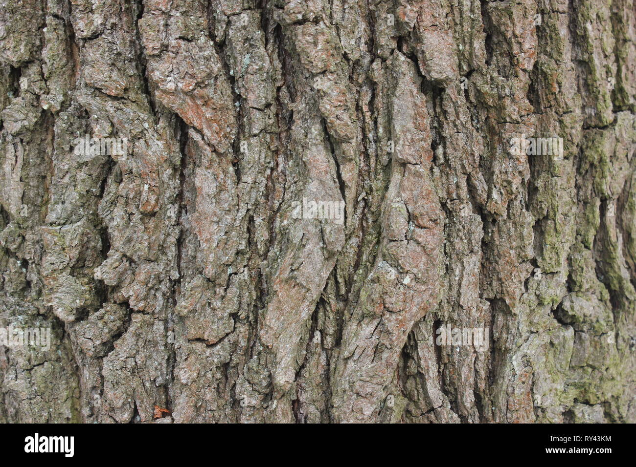 L'écorce des arbres de chêne sessile . Structure détaillée comme fond naturel. Banque D'Images