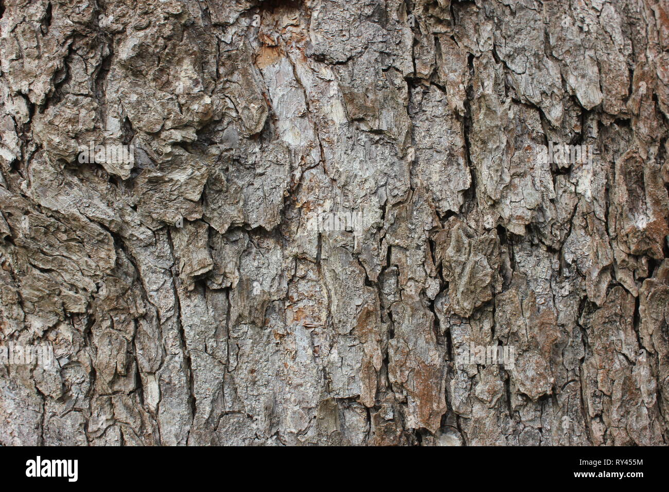 Écorce d'arbre de noisetier turc. Corylus colurna. Structure détaillée comme fond naturel. Banque D'Images
