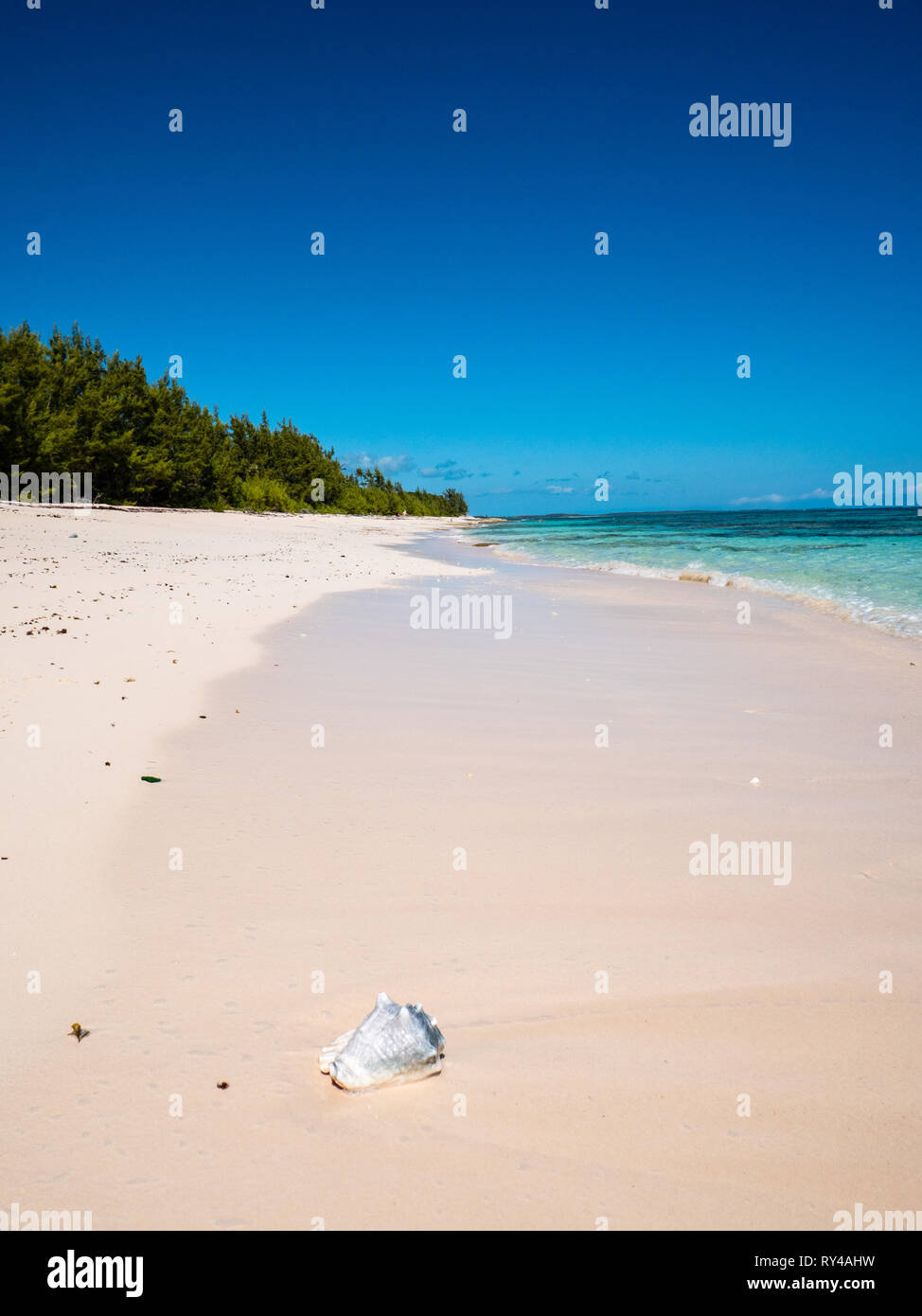 Coquille de conque, chemin White Beach, plage tropicale à distance, Rock Sound, Eleuthera, aux Bahamas, dans les Caraïbes. Banque D'Images