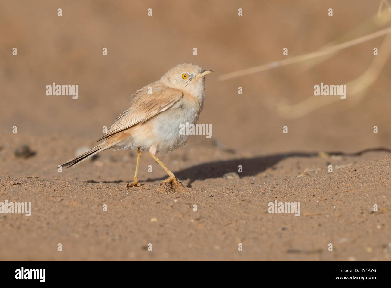 Désert africain orangée (Sylvia deserti), vue latérale d'un adulte debout sur le terrain Banque D'Images