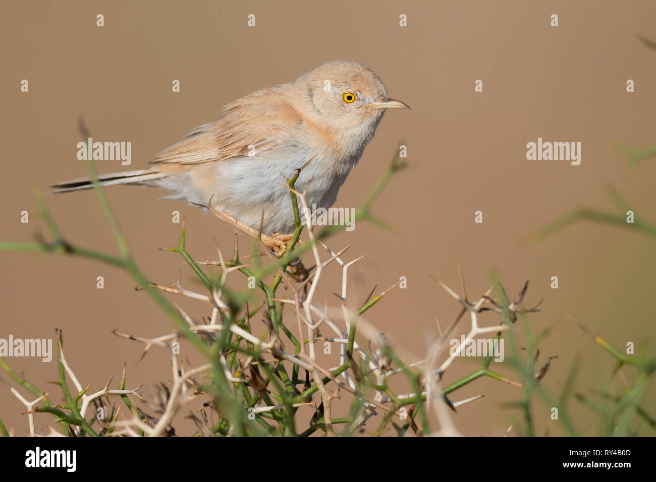 Désert africain orangée (Sylvia deserti) adultes, perché au sommet d'un buisson au Maroc Banque D'Images