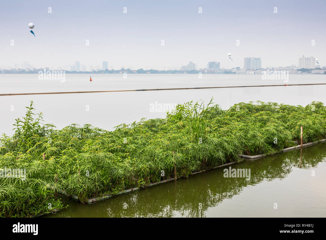 L'agriculture sur des lits en bambou flottant, sur le lac ouest (Ho Tay) avec l'horizon de Hanoï dans la distance, Vietnam, Asie, Banque D'Images