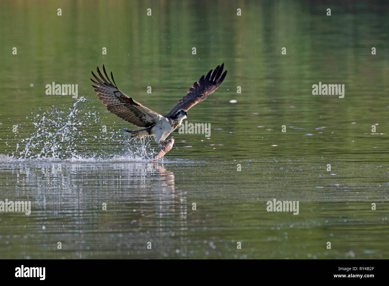 Western osprey (Pandion haliaetus) prendre des poissons du lac avec ses serres (séquence 1 de 3) Banque D'Images
