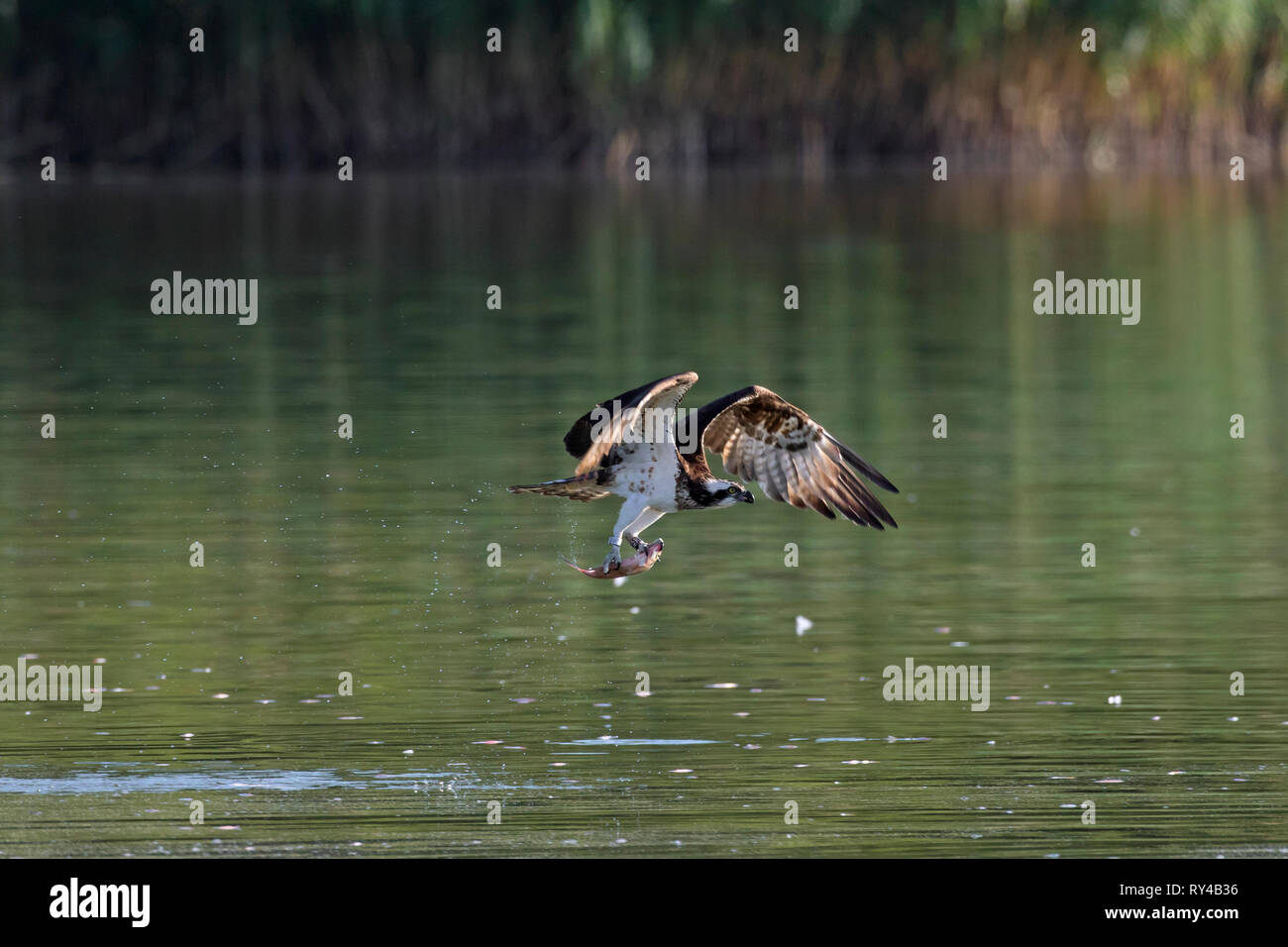 Western osprey (Pandion haliaetus) prendre des poissons du lac avec ses serres (séquence 2 de 3) Banque D'Images