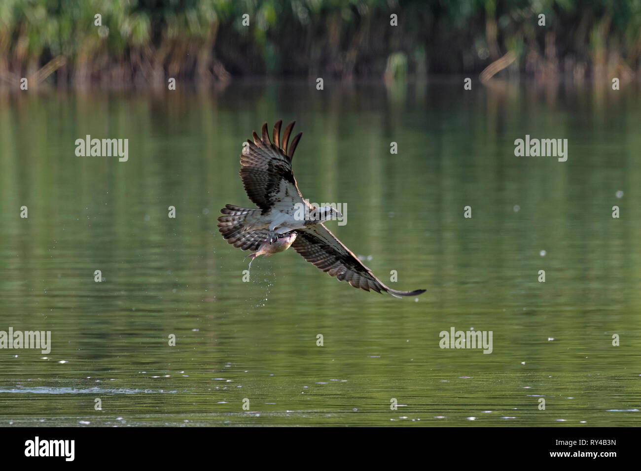 Western osprey (Pandion haliaetus) prendre des poissons du lac avec ses serres (séquence 3 de 3) Banque D'Images