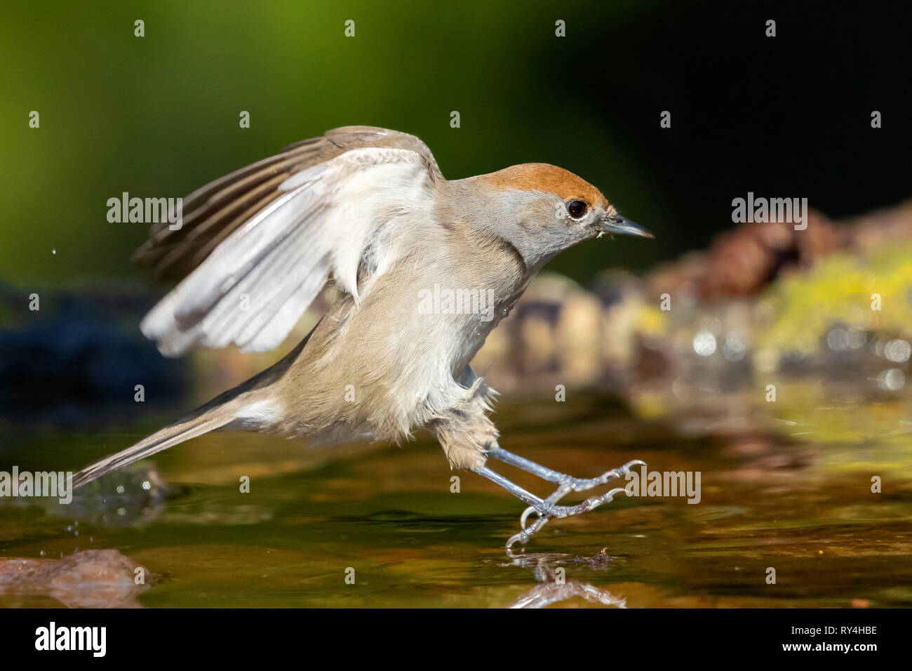 Eurasian Blackcap (Sylvia atricapilla), l'atterrissage dans un étang Banque D'Images