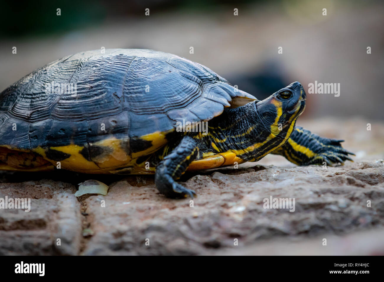 Une politique commune de tortues à oreilles rouges Banque D'Images