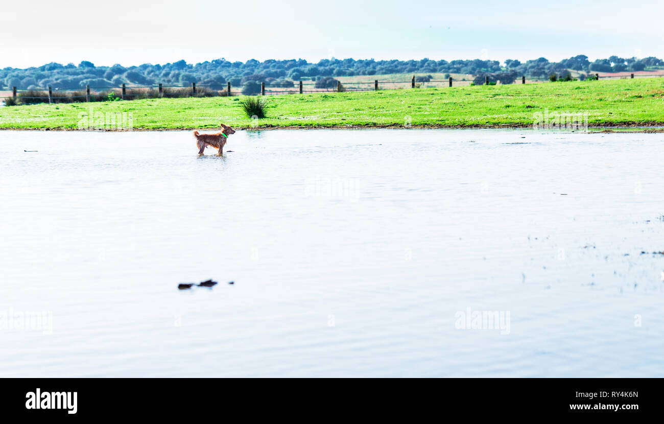 Petit chien avec collier vert, humide à l'intérieur de l'eau avec la forêt en arrière-plan Banque D'Images