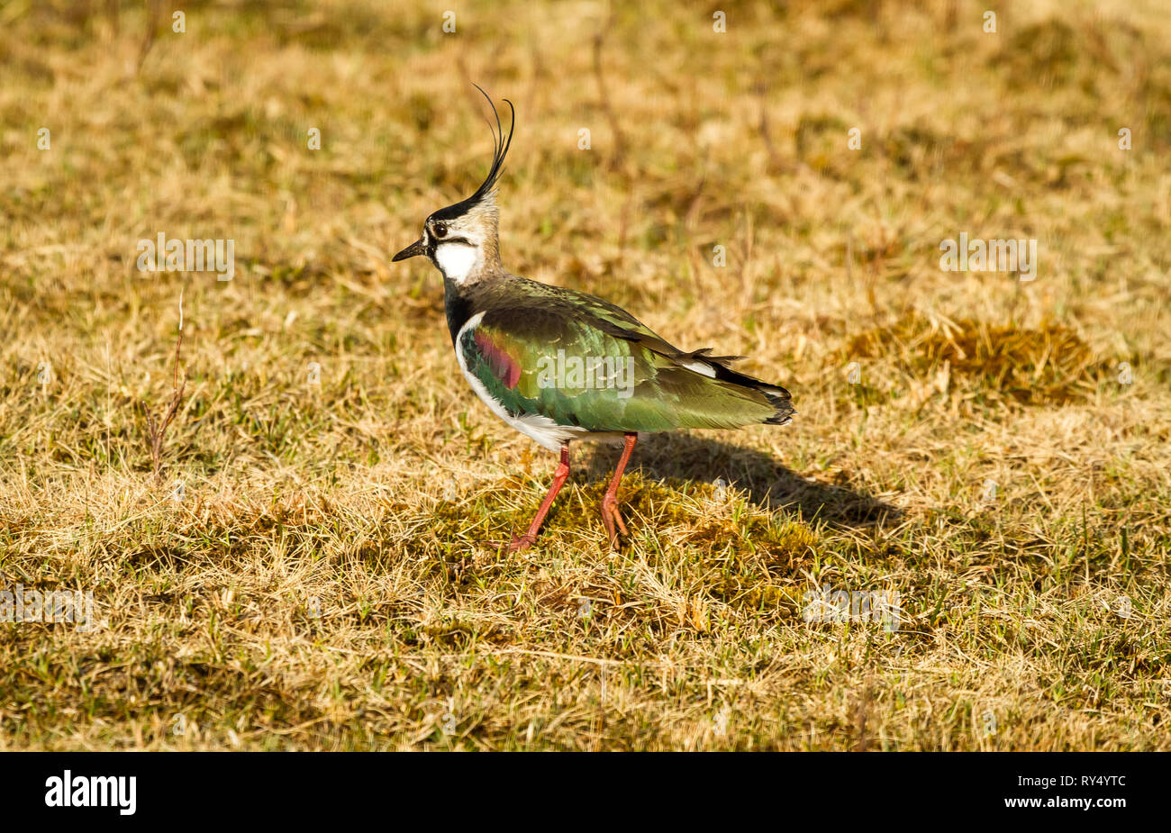 Sociable, le nord de l'sociable (Vanellus vanillas) aussi connu comme le vanneau de nourriture dans l'habitat naturel sur le terrain marécageux. Marcher à gauche. Paysage Banque D'Images