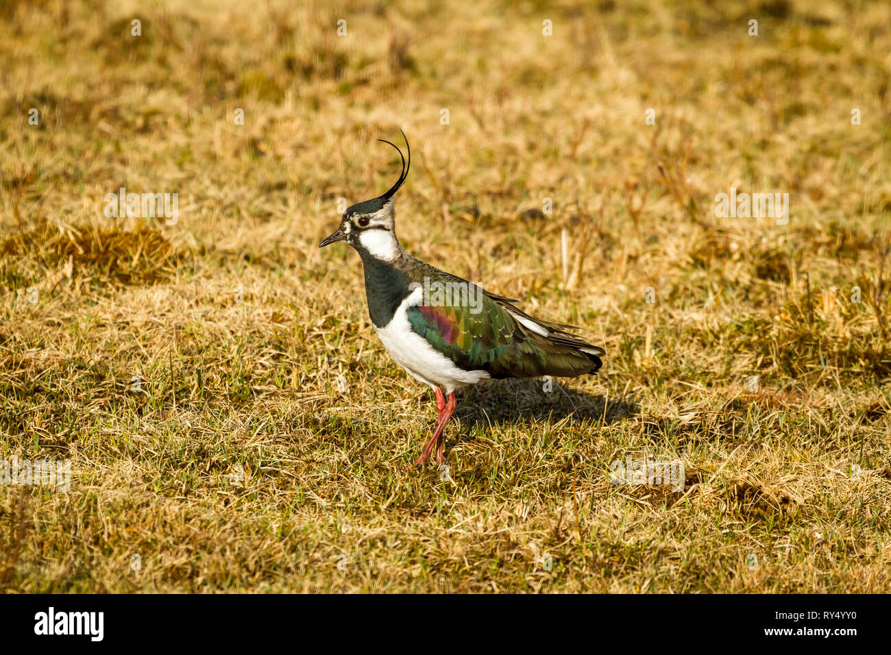 Sociable, le nord de l'sociable (Vanellus vanillas) aussi connu comme le vanneau de nourriture dans l'habitat naturel sur le terrain marécageux. Marcher à gauche. Paysage Banque D'Images