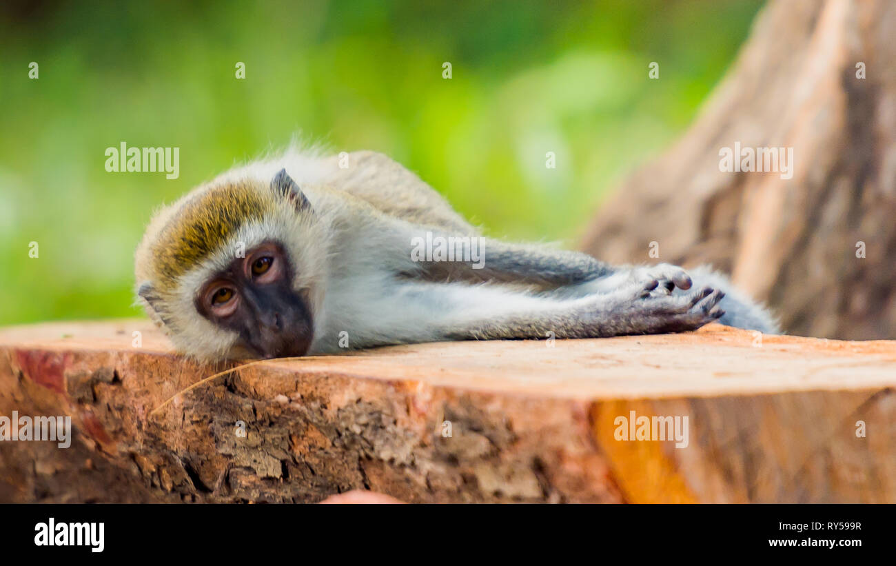 Monkey reposant sur un banc Banque D'Images