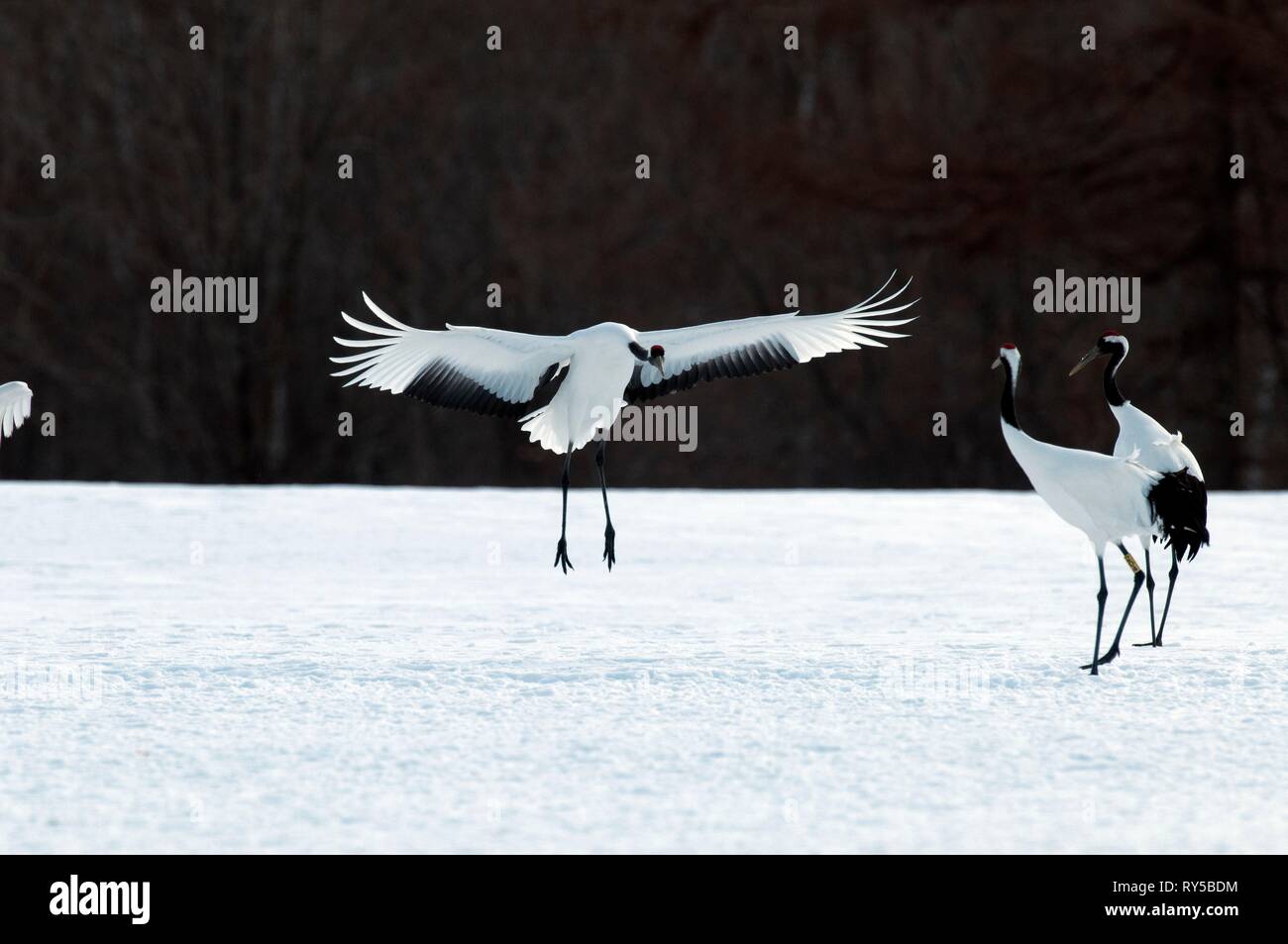 La grue, grue à couronne rouge (Grus japonensis) landing, Japon Banque D'Images