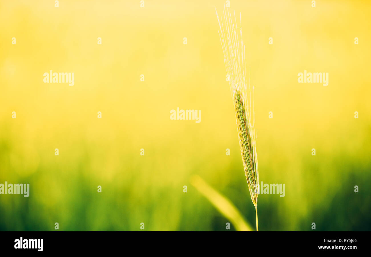 Dans le champ de blé vert Banque D'Images