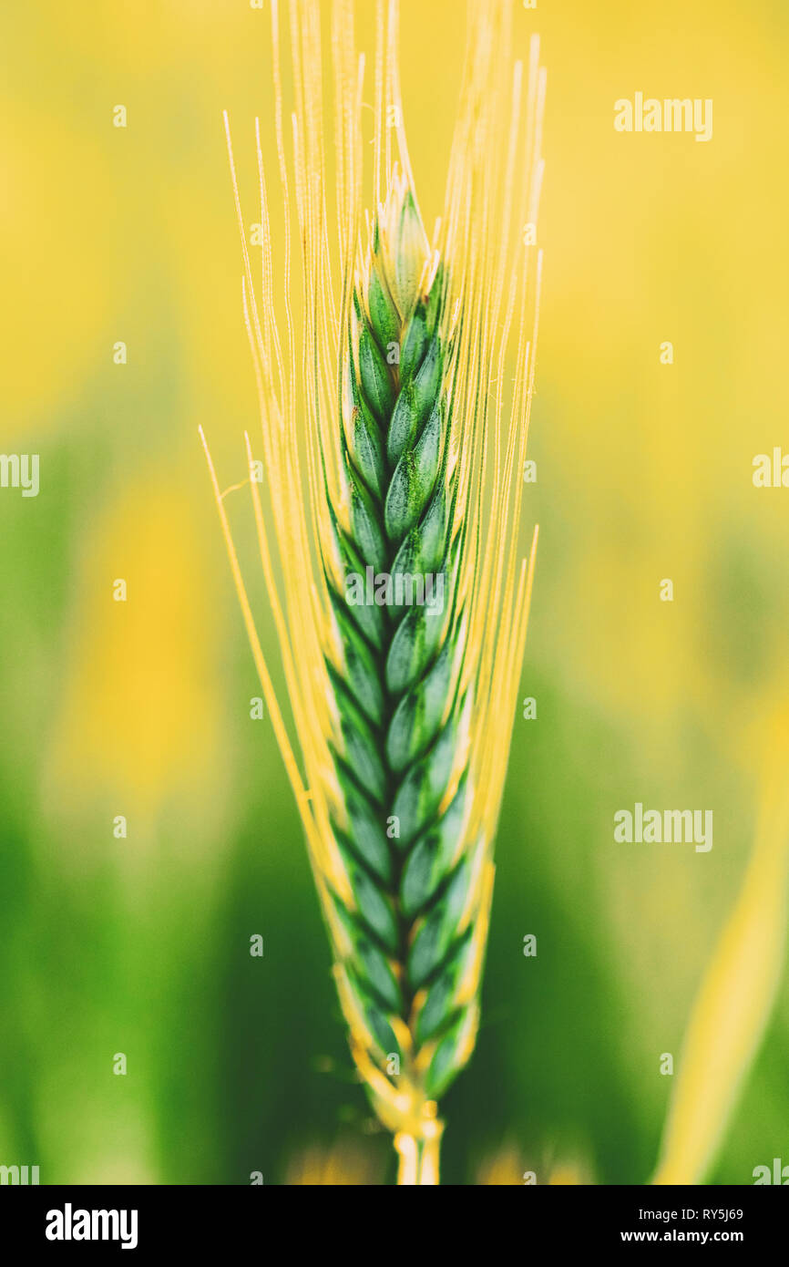 Dans le champ de blé vert Banque D'Images