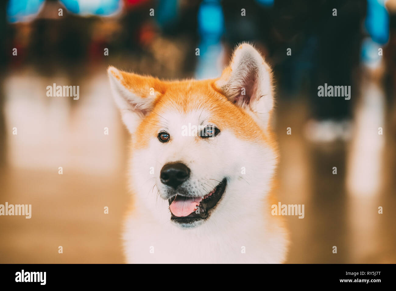 Akita Inu Chiens Akita Akita japonais, portrait Banque D'Images