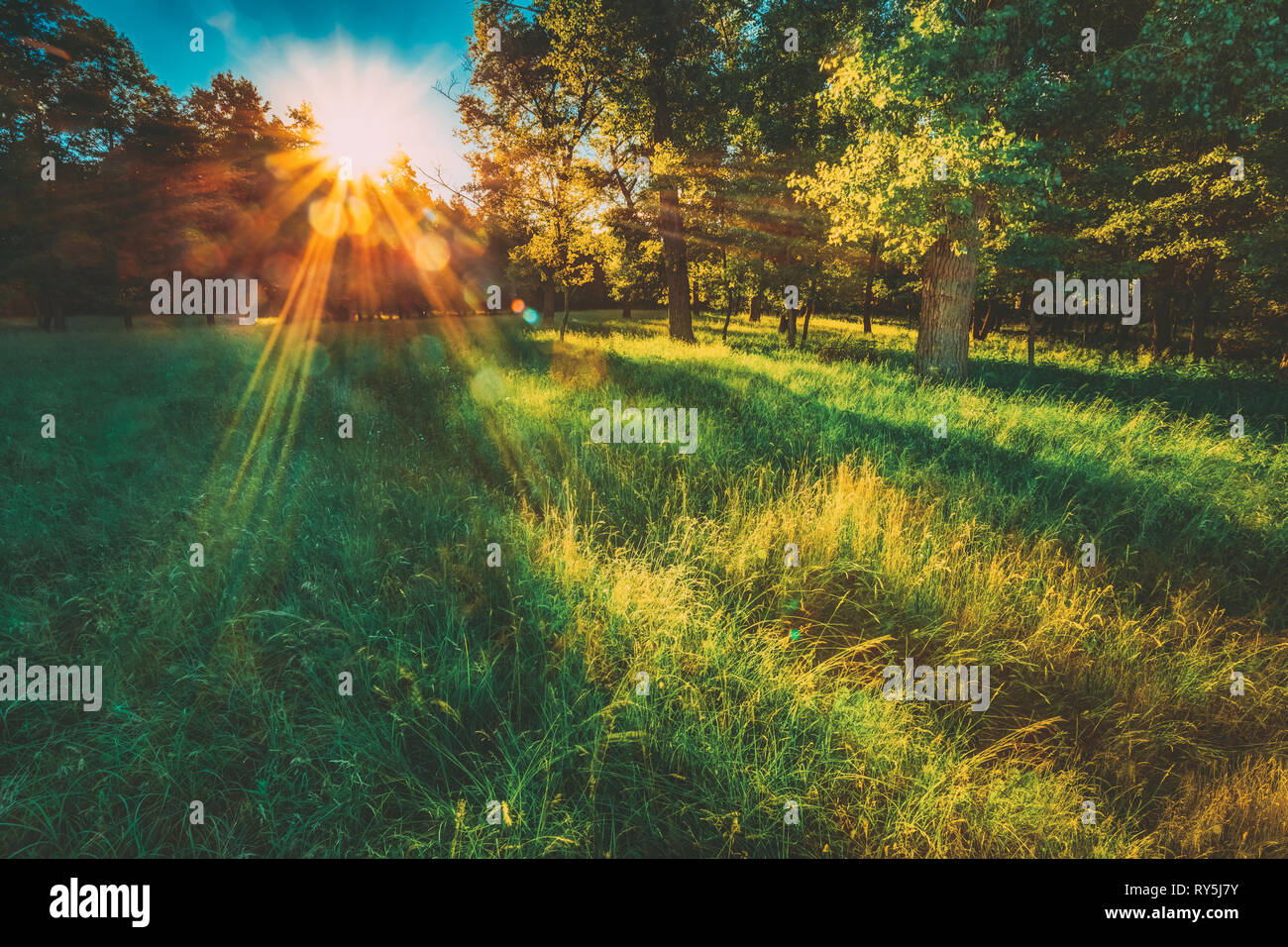 La lumière du soleil en Vert Forêt de conifères, la nature russe Banque D'Images