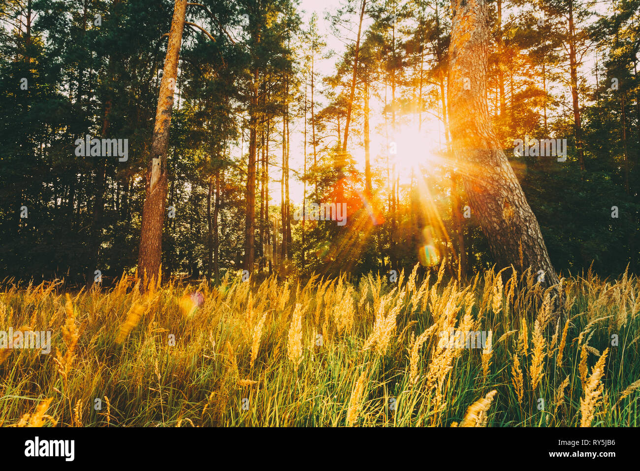 Coucher du soleil en forêt d'automne Banque D'Images