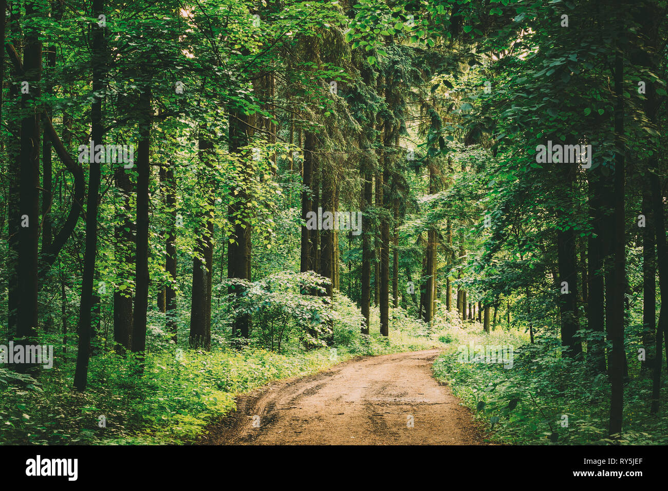 Vieux Chemin à travers les arbres en bois Forêt d'été journée ensoleillée. Paysage de forêt en été au Bélarus ou partie européenne de la Russie Banque D'Images