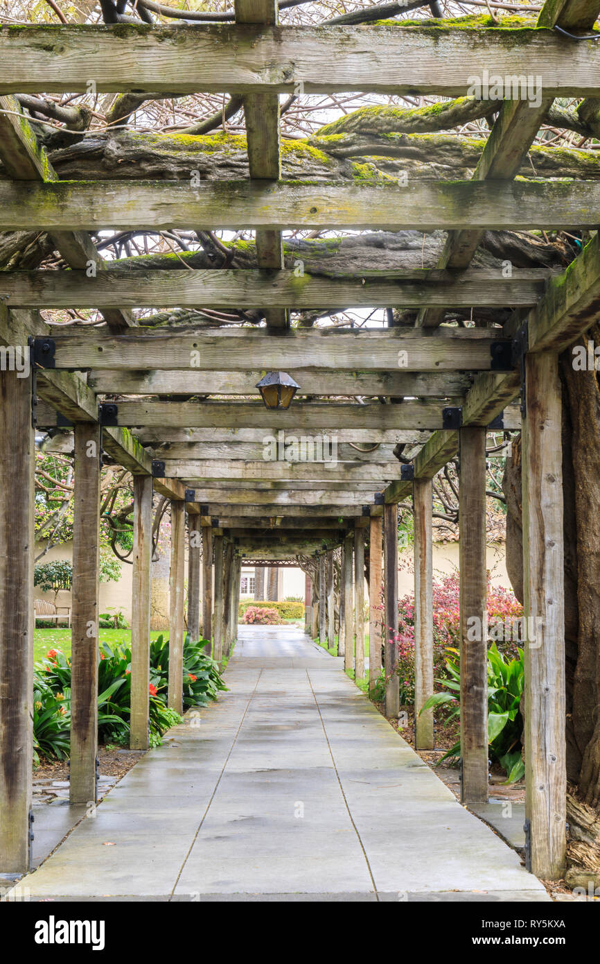 140 ans Wisteria allée de la vigne à Santa Clara Mission. Banque D'Images