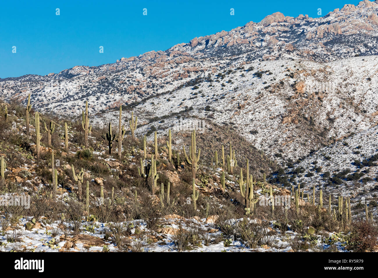 Rincon montagnes avec de la neige fraîche, cactus Saguaro (Carnegiea gigantea) au premier plan, Redington Pass, Tucson, Arizona Banque D'Images