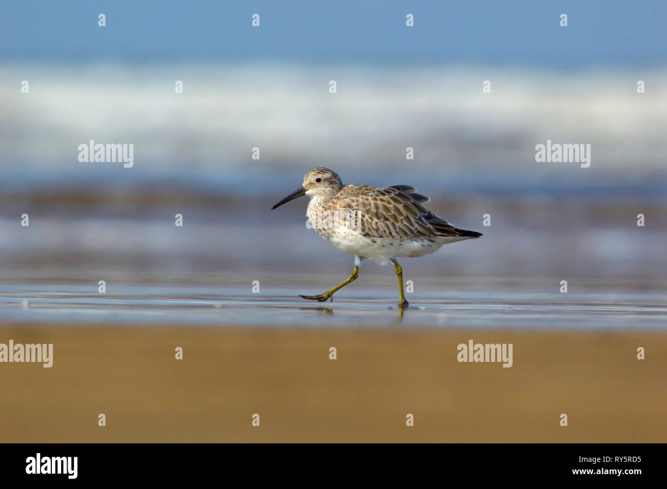 Grand Nœud, Calidris tenuirostris, Alibaug, Maharashtra, Inde Banque D'Images