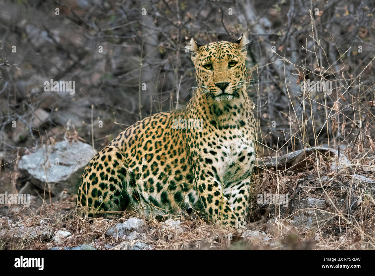Leopard indien, Jhalna Jaipurr, réserve forestière, Rajashthan Banque D'Images