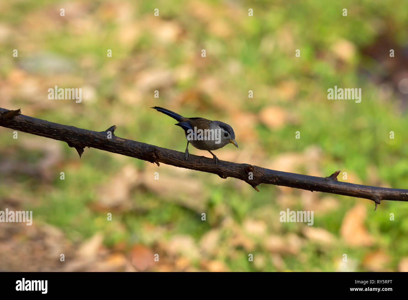 Siva à ailes bleues, Minla, cyanouroptera Sattal Nainital, Inde, Uttarakhand, Banque D'Images