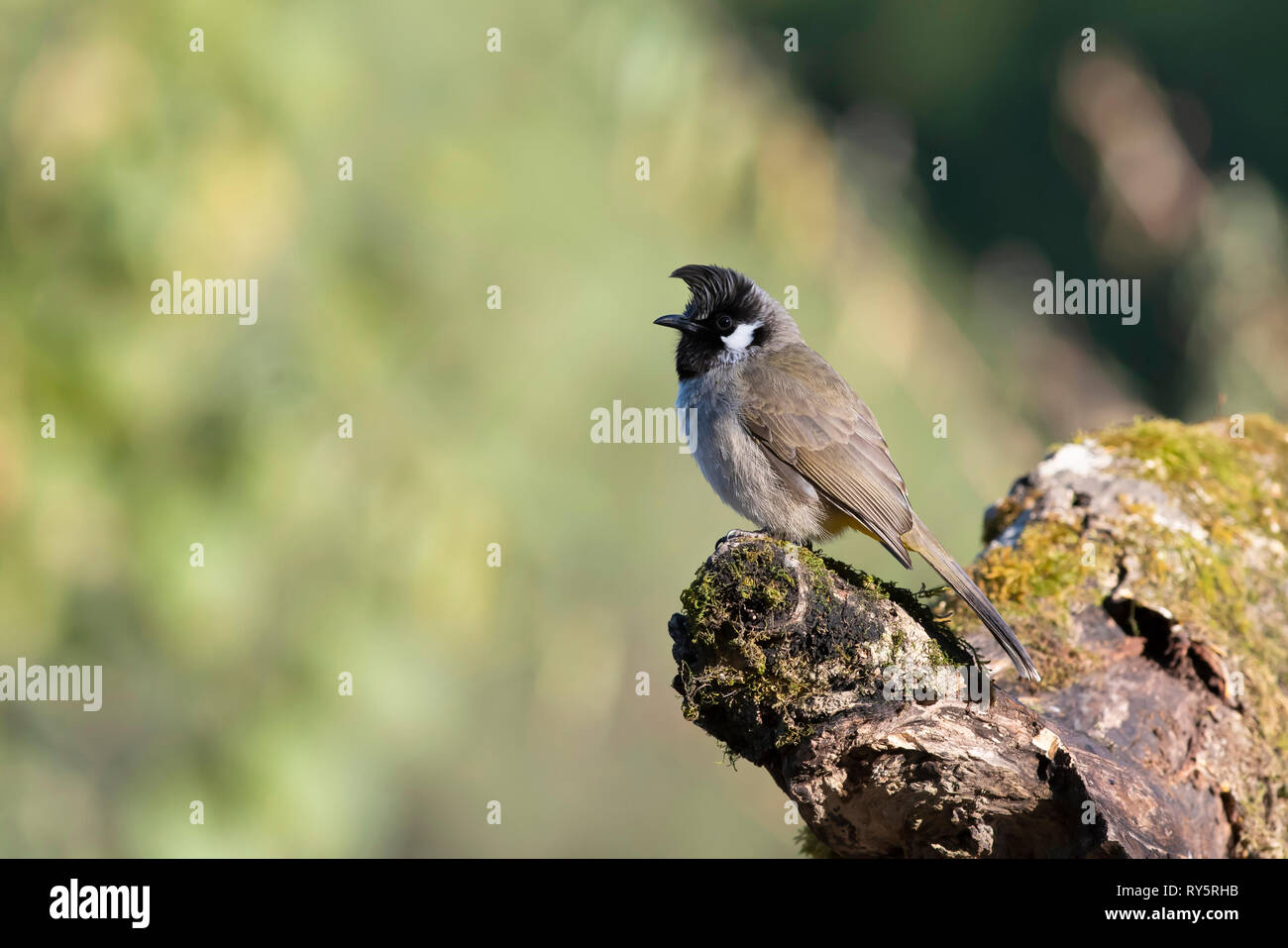 Himalayan Bulbul Pycnonotus leucogenys, Uttarakhand, Nainital, Inde, Banque D'Images