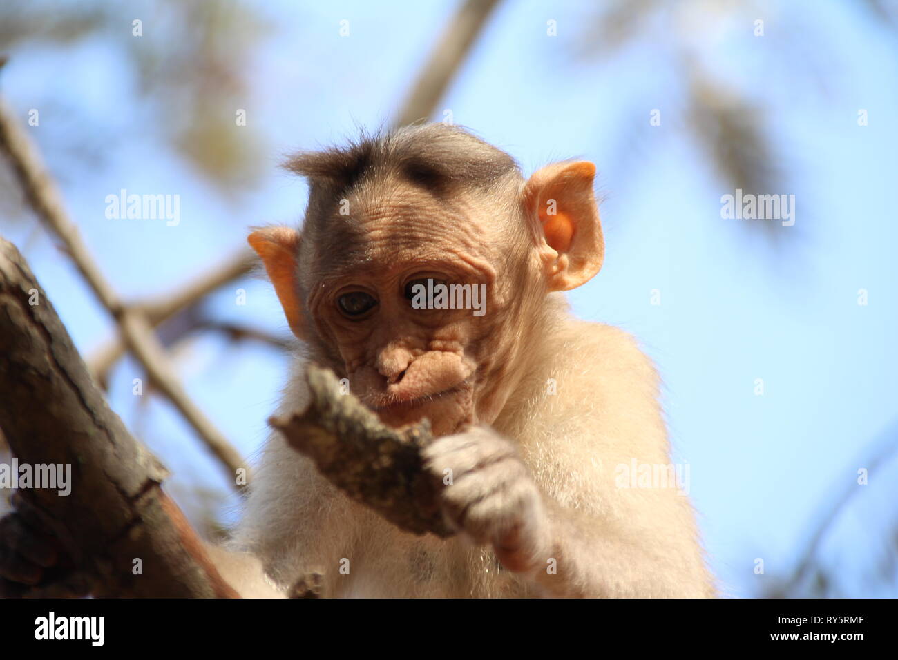 Singe Banque D'Images