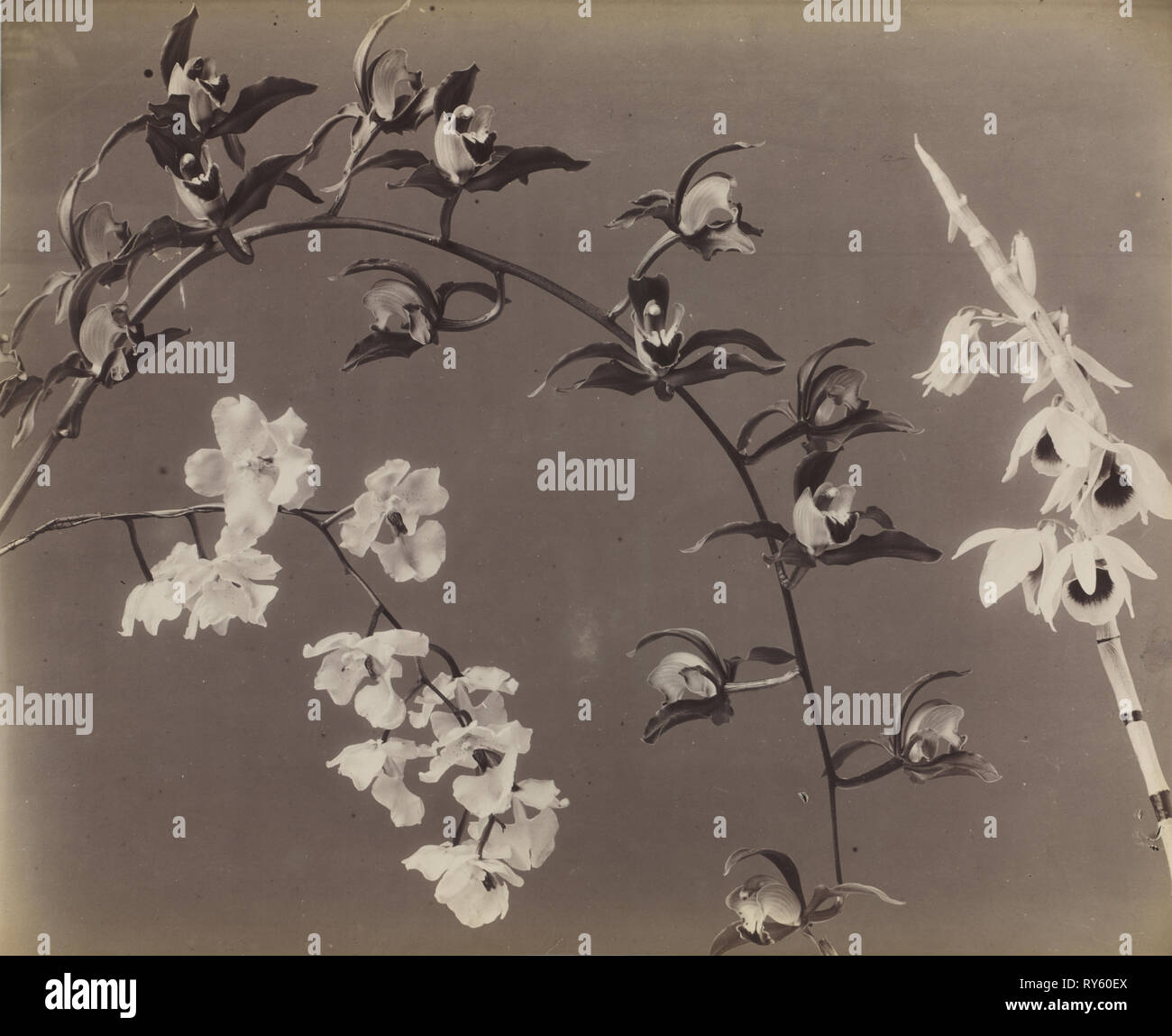 Étude des orchidées, c. Années 1870. Photographe non identifié. L'albumine à partir de négatifs au collodion humide ; Image : 38 x 46,4 cm (14 15/16 x 18 1/4 in.) ; Papier : 48 x 63,2 cm (18 7/8 x 24 7/8 in.) ; enchevêtrées : 61 x 71,1 cm (24 x 28 dans Banque D'Images